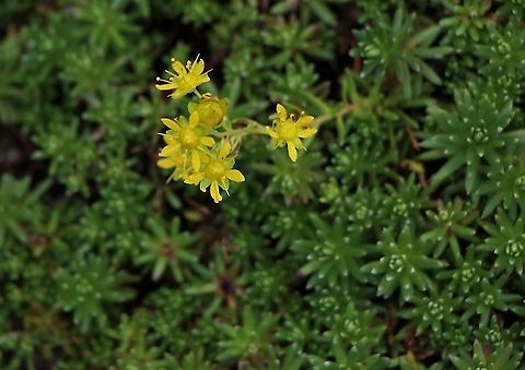 Yellow Mountain Saxifrage Late flowering on a mining spoil heap at Roughton Gill, Caldbeck Cumbria,Saxifraga aizoides,Yellow Mountain Saxifrage