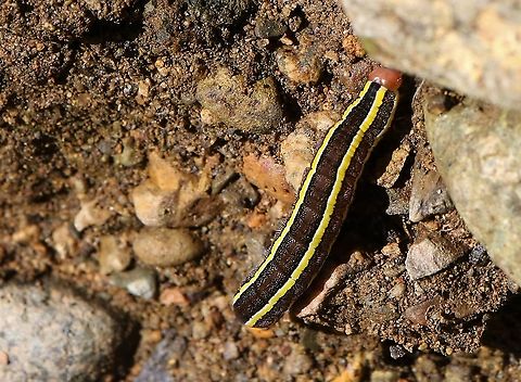 Broom Moth Caterpillar Near one of its favourite food plants Bracken, Pteridium aquilinum Broom Moth Caterpillar,Ceramica pisi,Cumbr,Melanchra pisi