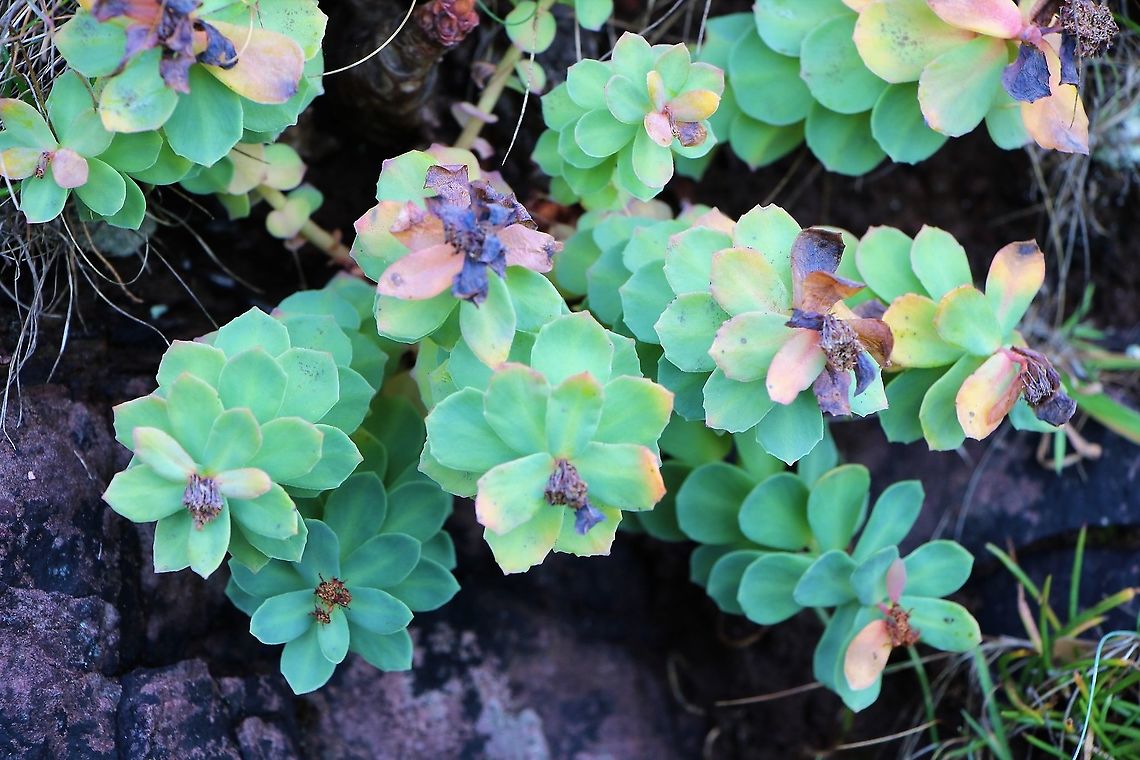 Roseroot On a north facing cliff face overlooking The Minch Rhodiola rosea,Roseroot,Wester Ross