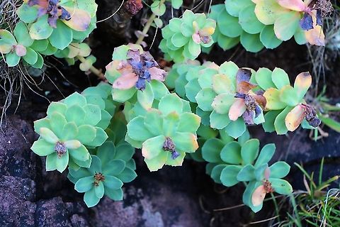 Roseroot On a north facing cliff face overlooking The Minch Rhodiola rosea,Roseroot,Wester Ross