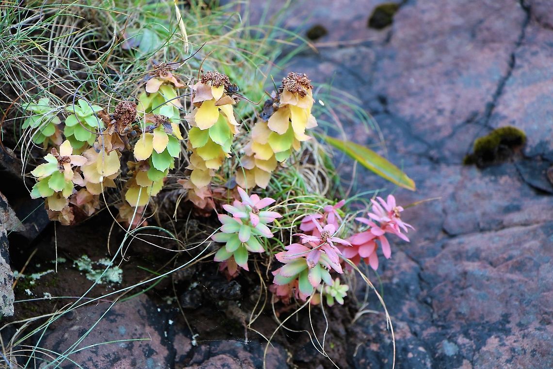 Roseroot On cliffs overlooking Camus Mor, Wester Ross.  Found on many sea cliffs and higher mountain rock faces in Scotland - rarer in England &amp; Wales.  Starting to show Autumn colours, the flowers are yellow. Rhodiola rosea,Roseroot,Wester Ross