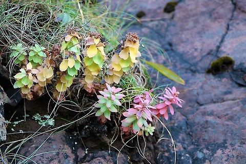 Roseroot On cliffs overlooking Camus Mor, Wester Ross.  Found on many sea cliffs and higher mountain rock faces in Scotland - rarer in England & Wales.  Starting to show Autumn colours, the flowers are yellow. Rhodiola rosea,Roseroot,Wester Ross