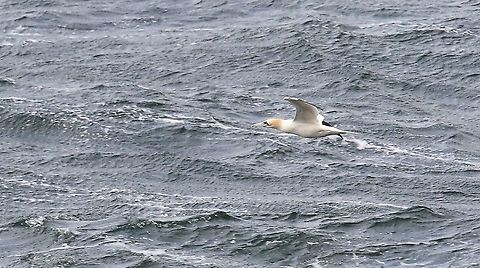 Norther Gannet skimming the waves Skimming the water gliding into a gale Morus bassanus,Northern Gannet,Wester Ross