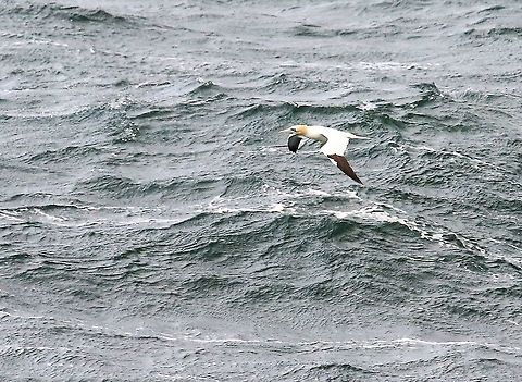 Northern Gannet Flying low into the teeth of a gale Morus bassanus,Northern Gannet,Wester Ross
