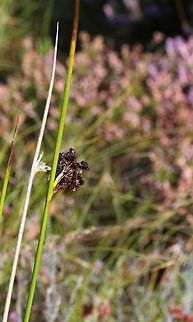 Soft Rush Soft rush on moorland after an early frost Common rush,Juncus effusus,Wester Ross
