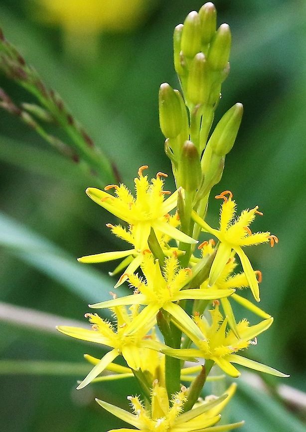 Bog Asphodel Very pretty flower of damp upland and moorland Bog Asphodel,Cumbria,Narthecium ossifragum,Swindale