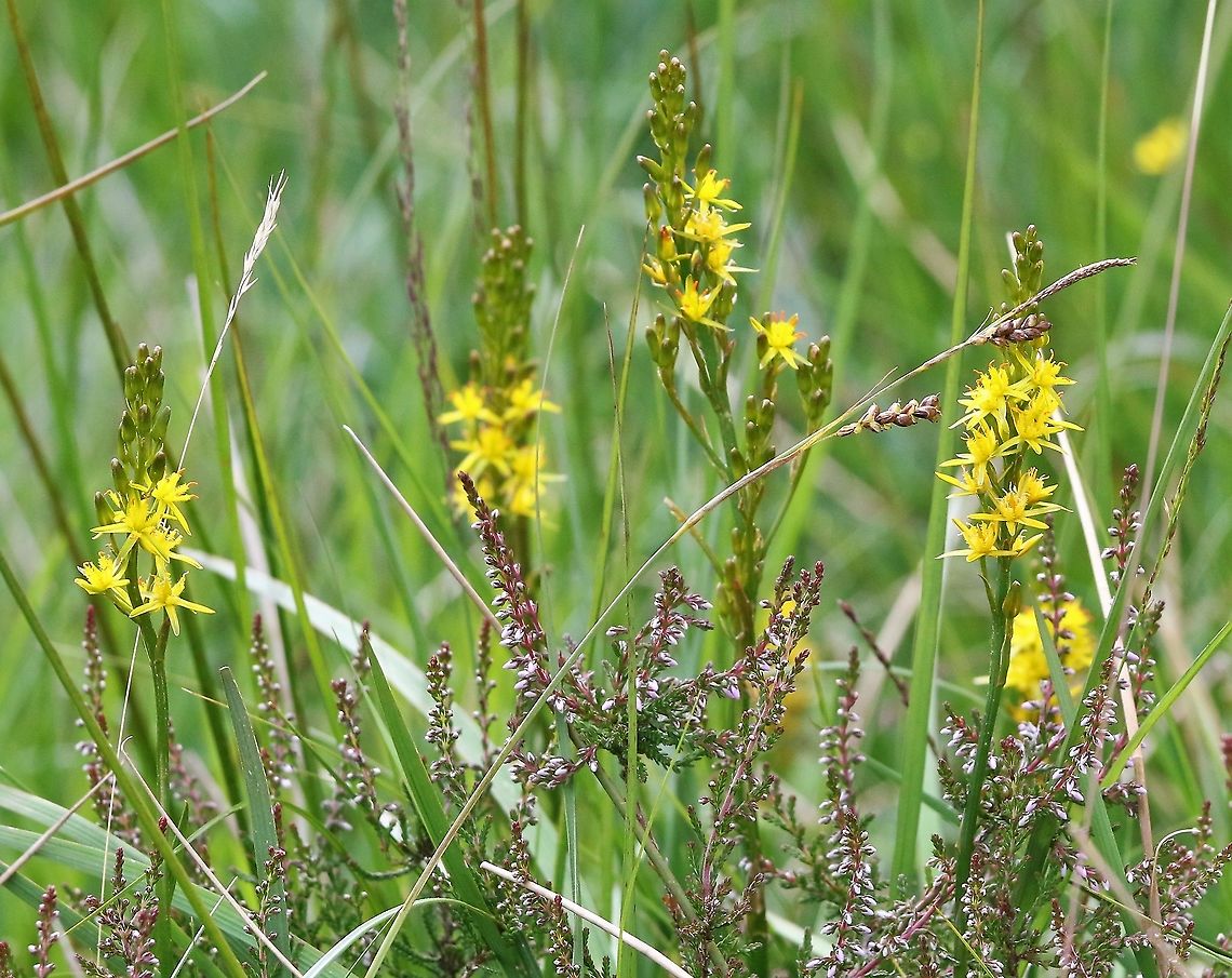 Bog Asphodel Beautiful flower of damp moorland and fell Bog Asphodel,Cumbria,Narthecium ossifragum,Swindale