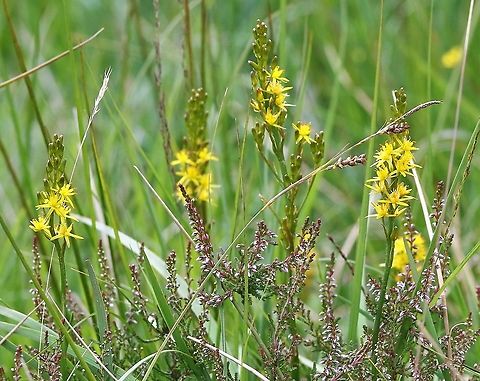 Bog Asphodel Beautiful flower of damp moorland and fell Bog Asphodel,Cumbria,Narthecium ossifragum,Swindale