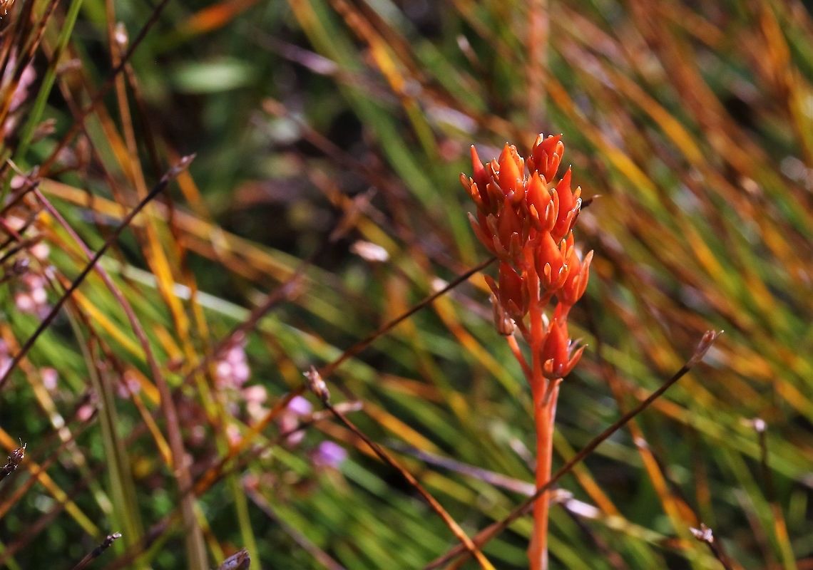 Bog Asphodel seed heads Striking seed heads of this beautiful damp upland and moorland flower. Bog Asphodel,Narthecium ossifragum,Wester Ross