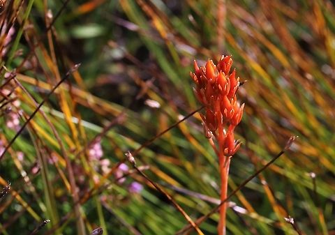 Bog Asphodel seed heads Striking seed heads of this beautiful damp upland and moorland flower. Bog Asphodel,Narthecium ossifragum,Wester Ross