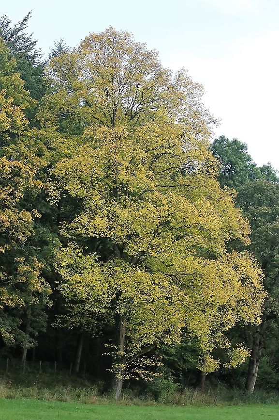 English Elm in autumn colours This tree originally imported into England from central Europe in the middle ages was very common in England until the advent of Dutch Elm disease in the 1960s and 1970s which decimated the woodland killing well over 90% of all the trees.  This tree is a survivor showing the yellow autumn colours.  It is known as the English Elm (also field elm Ulmus minor "atinia").  https://en.wikipedia.org/wiki/Ulmus_minor_'Atinia'<br />
<a href="http://plantfileonline.net/plants/plant_details/101" rel="nofollow">http://plantfileonline.net/plants/plant_details/101</a> Cumbria,English Elm,Field Elm,Kings Meaburn,Ulmus minor "atinia",Ulmus procera