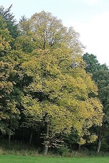 English Elm in autumn colours This tree originally imported into England from central Europe in the middle ages was very common in England until the advent of Dutch Elm disease in the 1960s and 1970s which decimated the woodland killing well over 90% of all the trees.  This tree is a survivor showing the yellow autumn colours.  It is known as the English Elm (also field elm Ulmus minor "atinia").  https://en.wikipedia.org/wiki/Ulmus_minor_'Atinia'
http://plantfileonline.net/plants/plant_details/101 Cumbria,English Elm,Field Elm,Kings Meaburn,Ulmus minor "atinia",Ulmus procera