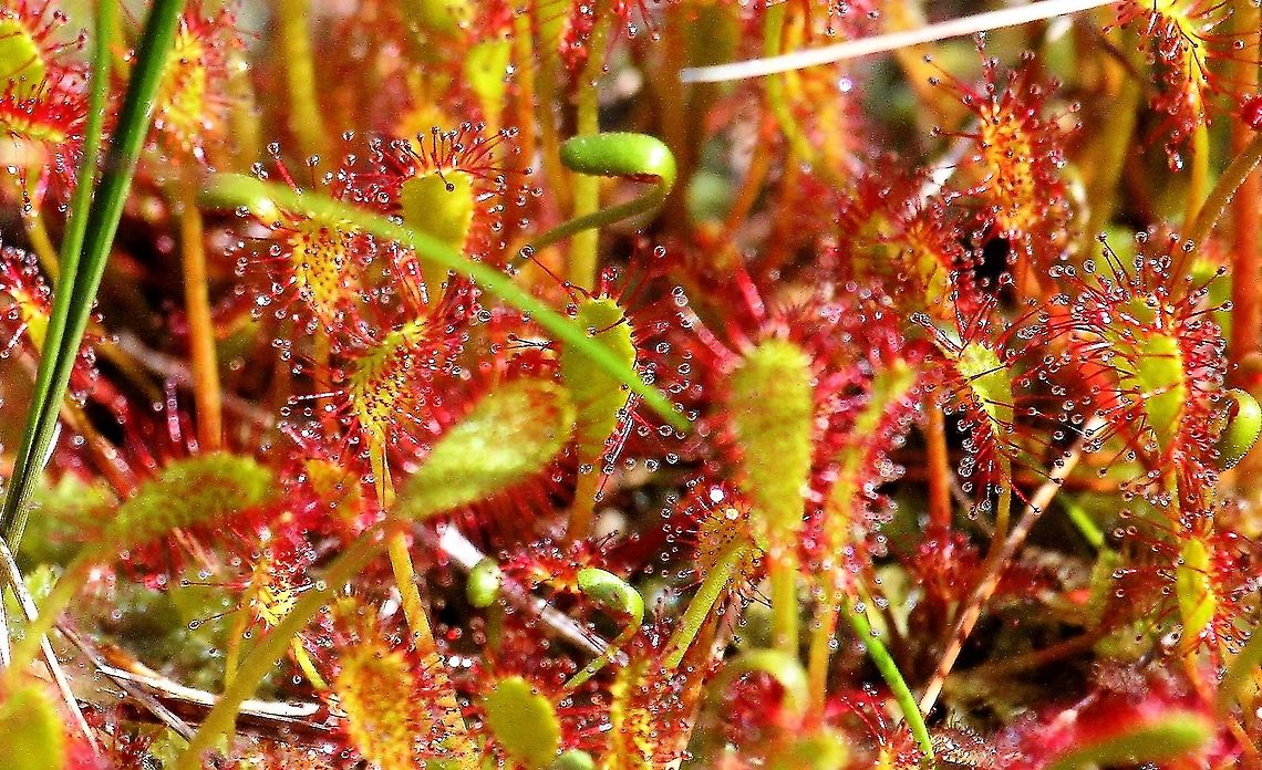 Great Sundew In the &quot;wilderness&quot; area of the Fisherfield/Letterewe Forests Drosera anglica,Great Sundew,Wester Ross