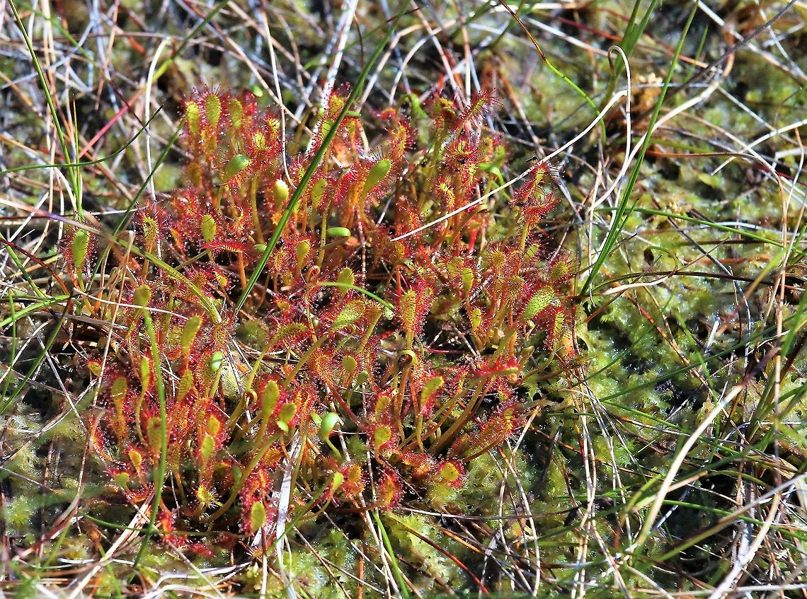 Great Sundew In the vast expanse of the Fisherfield and Letterewe Forests Drosera anglica,Great Sundew,Wester Ross
