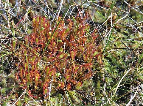 Great Sundew In the vast expanse of the Fisherfield and Letterewe Forests Drosera anglica,Great Sundew,Wester Ross