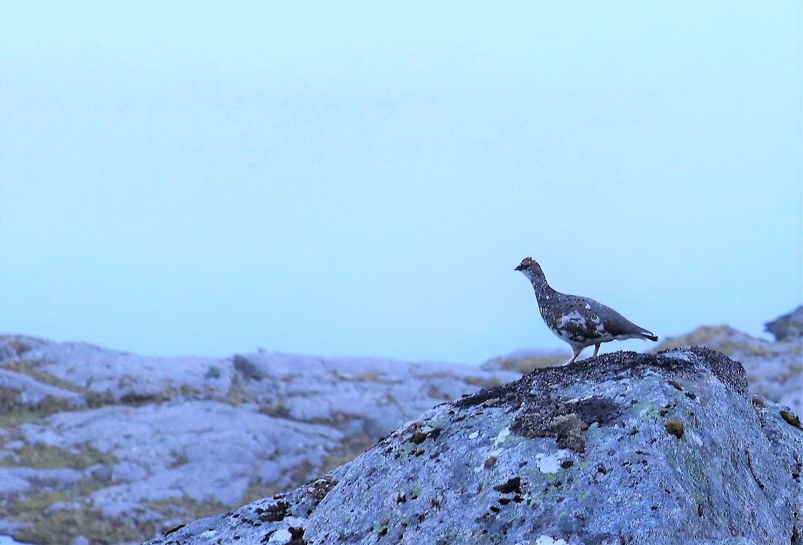 Ptarmigan Early morning returning from an overnight &quot;bivvi&quot;.  These birds are only found in the UK on the higher, more northerly Scottish mountains/ Lagopus muta,Rock Ptarmigan,Wester Ross