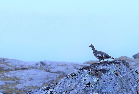 Ptarmigan Early morning returning from an overnight "bivvi".  These birds are only found in the UK on the higher, more northerly Scottish mountains/ Lagopus muta,Rock Ptarmigan,Wester Ross