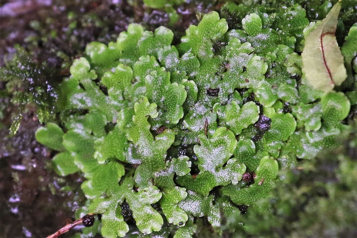 Common Liverwort Growing on stones near a spring in a shady damp area Common Liverwort,Cumbria,Kings Meaburn,Marchantia polymorpha