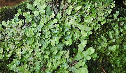 Common Liverwort Growing on stones by a spring Common Liverwort,Cumbria,Kings Meaburn,Marchantia polymorpha