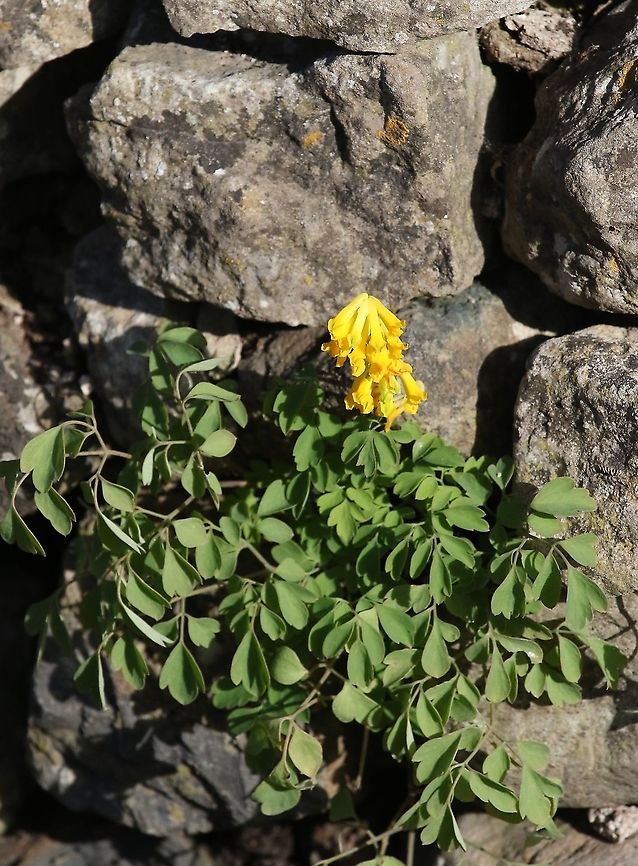 Yellow Corydalis on drystone wall Yellow corydalis on typical drystone wall.  A plant that flowers profusely, happily in bloom from early April well into October (eventually dying down after the frosts). Cumbria,Kings Meaburn,Pseudofumaria lutea,Yellow corydalis