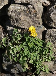 Yellow Corydalis on drystone wall Yellow corydalis on typical drystone wall.  A plant that flowers profusely, happily in bloom from early April well into October (eventually dying down after the frosts). Cumbria,Kings Meaburn,Pseudofumaria lutea,Yellow corydalis
