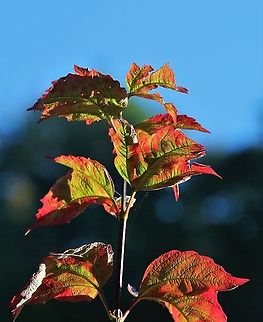 Guelder Rose heading to autumn colours Guelder Rose in early autumn colours after early frost Cumbria,Guelder-rose,Kings Meaburn,Viburnum opulus