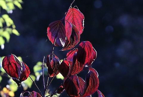 Dogwood, in red Dogwood showing its dark side in Autumn Common dogwood,Cornus sanguinea,Cumbria,Kings Meaburn
