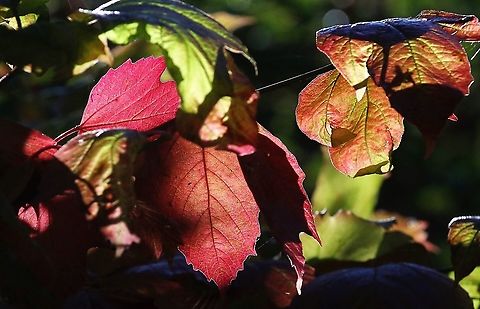 Dogwood, autumn Dogwood in autumn colours. Common dogwood,Cornus sanguinea,Cumbria,Kings Meaburn