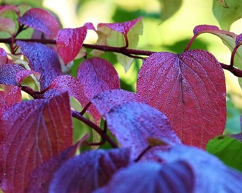 Early morning Dogwood Early morning dogwood in autumn Common dogwood,Cornus sanguinea,Cumbria,Kings Meaburn