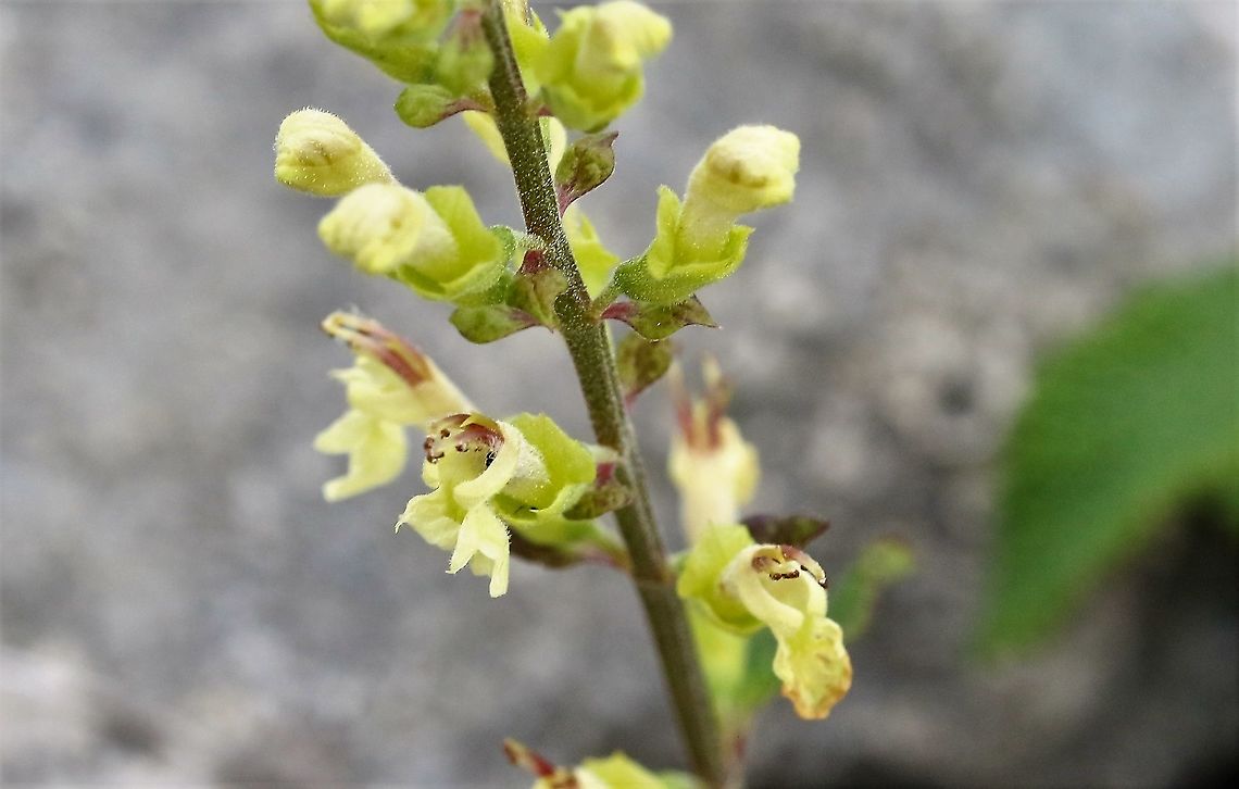 Wood Sage in flower Wood sage flowers on the limestone pavement at Hutton Roof Reserve Cumbria,Hutton Roof Reserve,Teucrium scorodonia,Wood Sage,Woodland germander