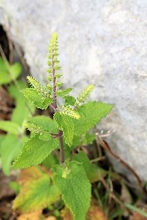 Wood Sage Found over much of the higher ground around the county and in Scotland, but does not have the scent of sage. Cumbria,Hutton Roof Reserve,Teucrium scorodonia,Wood Sage,Woodland germander