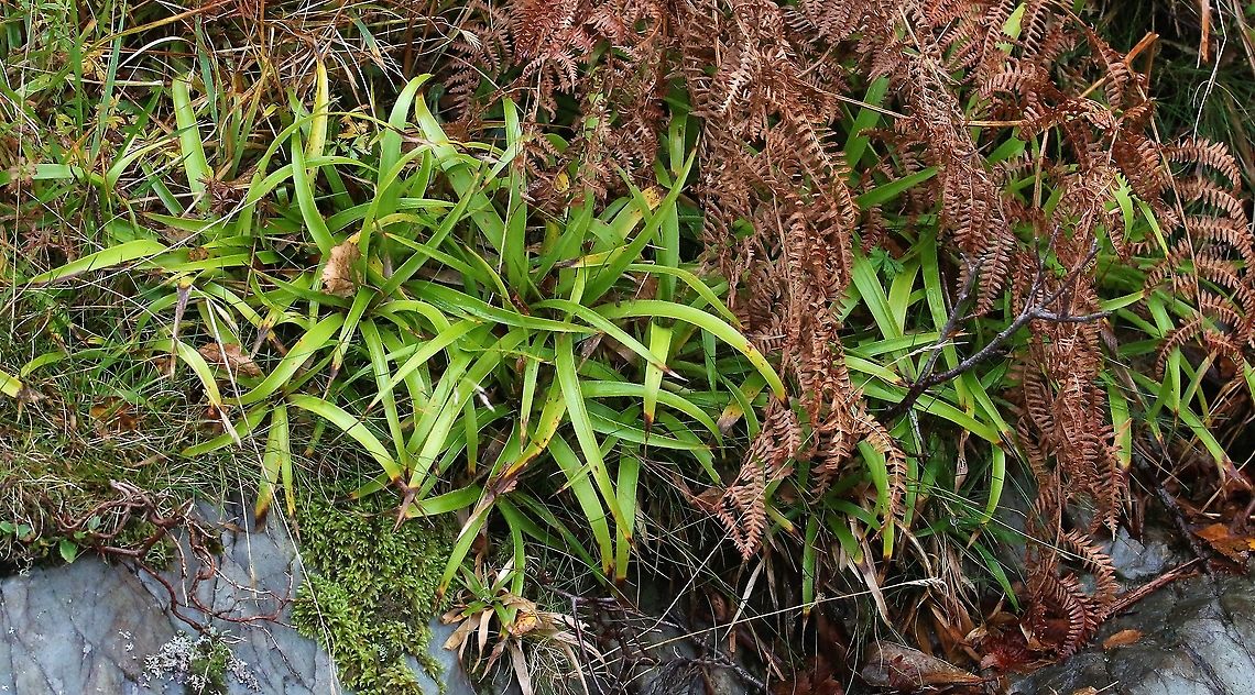 Great Woodrush A fairly common woodland and higher altitude plant in the north of the UK (Lake District, Scotland &amp; N Wales) Great Woodrush,Islay,Luzula sylvatica