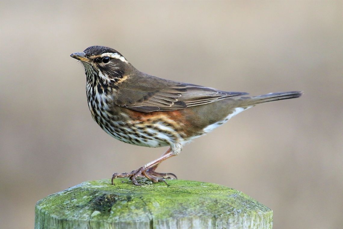 Redwing Watching the geese on Islay when this redwing landed on this post, couldn&#039;t let it get away without a snap. Islay,Redwing,Turdus iliacus
