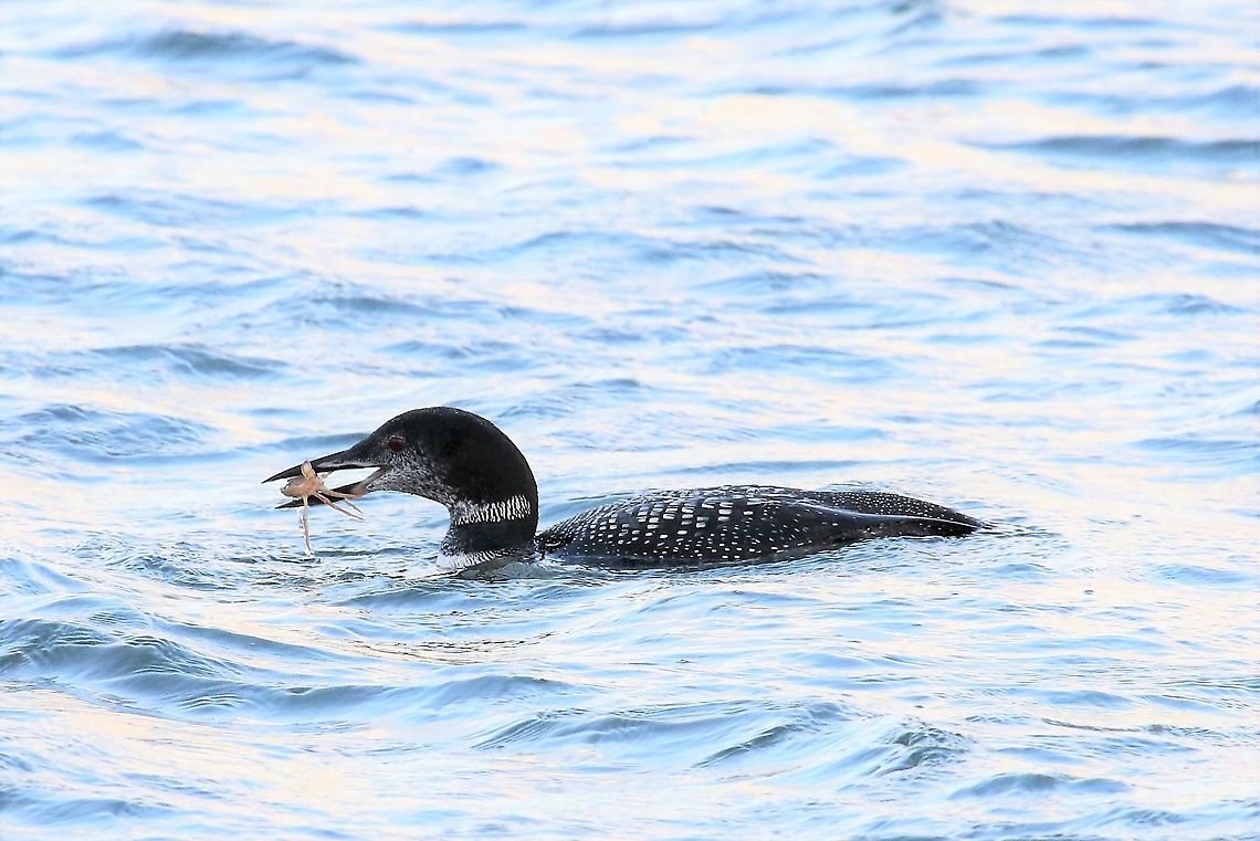 Great Northern Diver with crab Successful fishing, a crab in Lochindaal Common loon,Gavia immer,Great Northern Diver,Islay