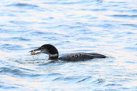 Great Northern Diver with crab Successful fishing, a crab in Lochindaal Common loon,Gavia immer,Great Northern Diver,Islay