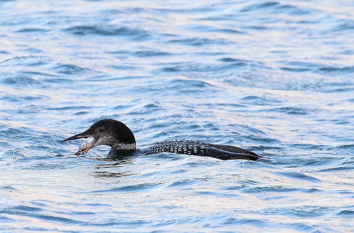 Great Northern Diver about to eat crab Great Northern Diver on Lochindaal Common loon,Gavia immer,Great Northern Diver,Islay