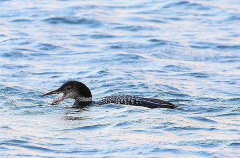 Great Northern Diver about to eat crab Great Northern Diver on Lochindaal Common loon,Gavia immer,Great Northern Diver,Islay