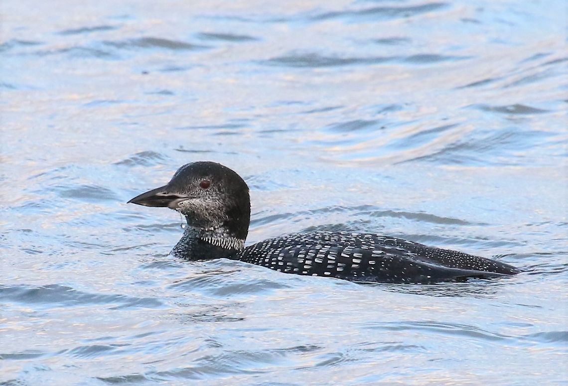Great Northern Diver Fishing on Lochindaal, Islay. Common loon,Gavia immer,Great Northern Diver,Islay