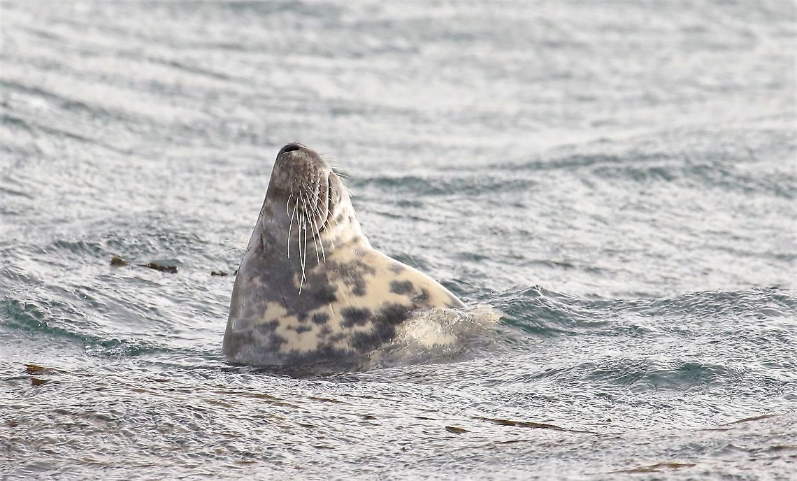 Grey Seal Grey Seal (bull) catching 40 winks in Portnahaven harbour Grey seal,Halichoerus grypus,Islay