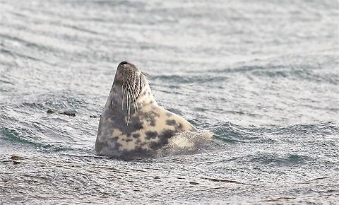 Grey Seal Grey Seal (bull) catching 40 winks in Portnahaven harbour Grey seal,Halichoerus grypus,Islay