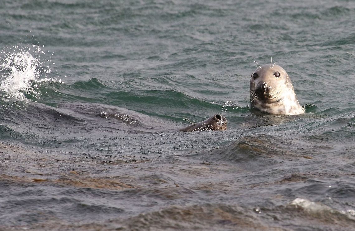 Bull and cow Grey Seals A pair of grey seals in Portnahaven harbour Grey seal,Halichoerus grypus,Islay