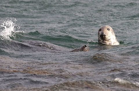 Bull and cow Grey Seals A pair of grey seals in Portnahaven harbour Grey seal,Halichoerus grypus,Islay
