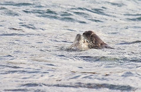Grey Seal nuzzle Grey Seal bull and cow t&ecirc;te-&agrave;-t&ecirc;te Grey seal,Halichoerus grypus,Islay