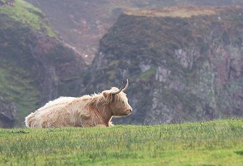 White highland cow on Oa Penninsula White highland cow looking over to Northern Ireland Bos taurus taurus,Highland Cow,Islay,Taurine cattle