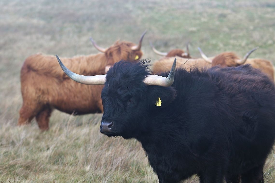 Black Highland Cow Highland cattle on the Oa Penninsula Bos taurus taurus,Highland Cow,Islay,Taurine cattle
