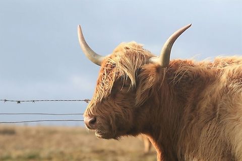Red Highland Cow On the Oa Penninsula Bos taurus taurus,Highland Cow,Islay,Taurine cattle