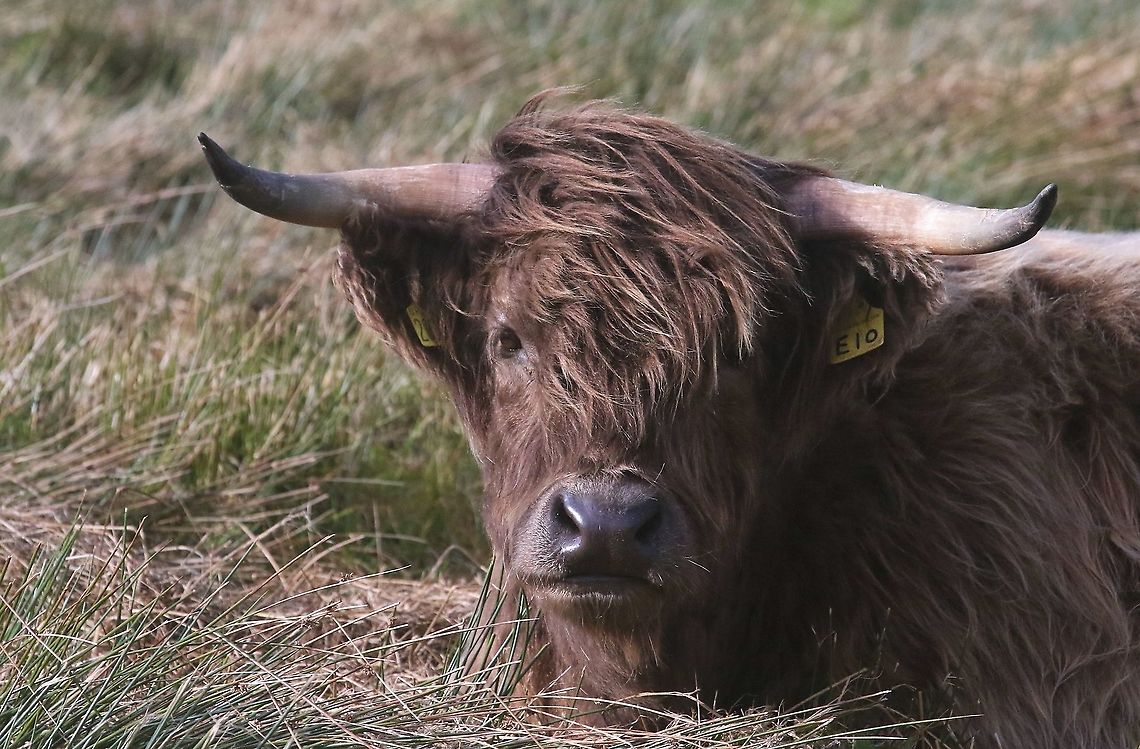 Dun or Brown Highland Cow On the Oa Penninsula Bos taurus taurus,Highland Cow,Islay,Taurine cattle
