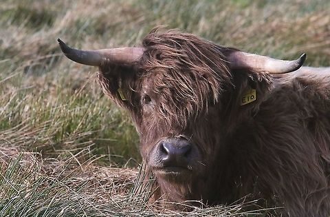 Dun or Brown Highland Cow On the Oa Penninsula Bos taurus taurus,Highland Cow,Islay,Taurine cattle