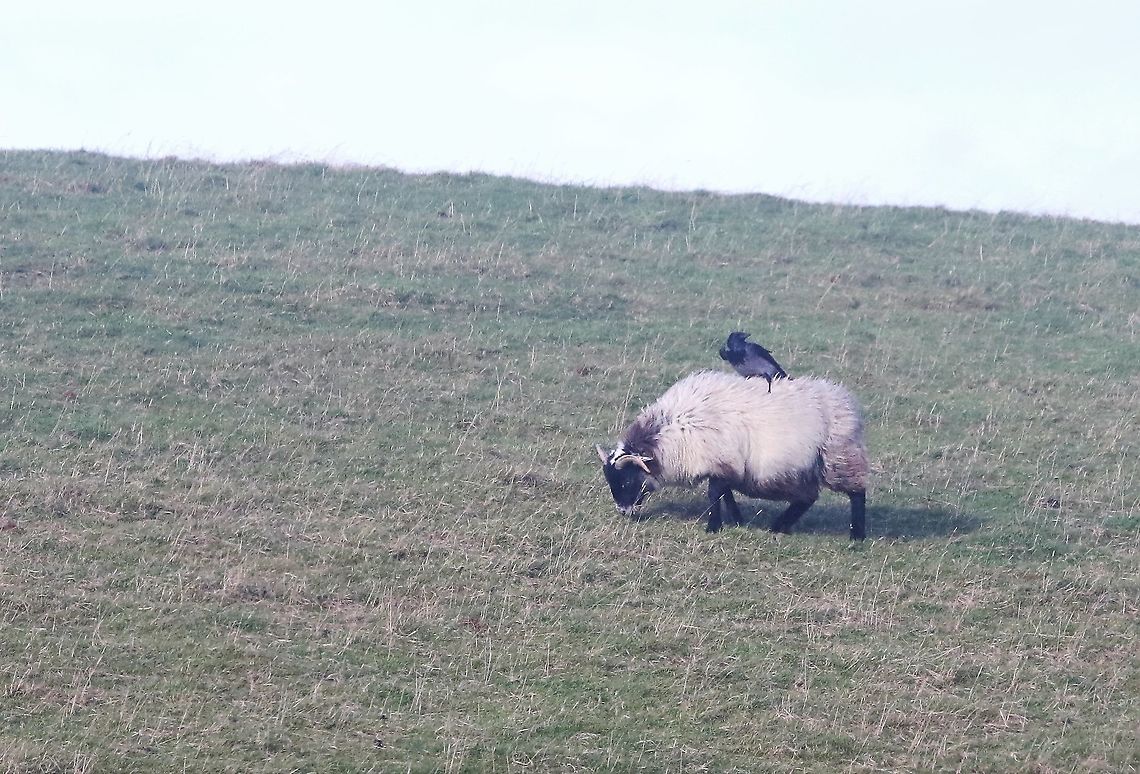 Hooded Crow on Black-faced Sheep Hooded crow looking for easy pickings on a black-faced sheep&#039;s back Corvus cornix,Hooded Crow,Islay
