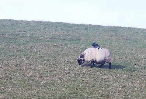 Hooded Crow on Black-faced Sheep Hooded crow looking for easy pickings on a black-faced sheep's back Corvus cornix,Hooded Crow,Islay